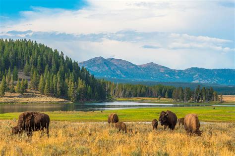 yellowstone national park travel agent